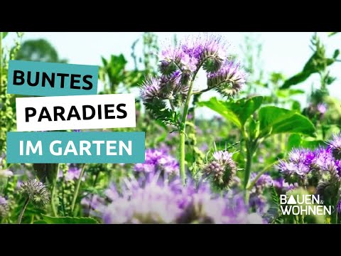 Blumenwiese – Wie Sie sich ein buntes Paradies im Garten schaffen | BAUEN & WOHNEN